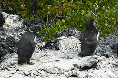 Spheniscus mendiculus