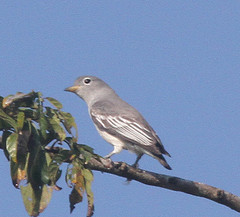 Carpodectes antoniae