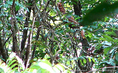 Perissocephalus tricolor