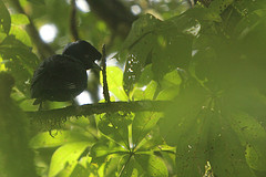 Cephalopterus glabricollis