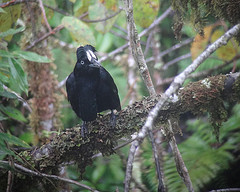 Cephalopterus ornatus