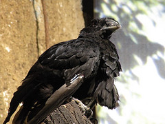 Cephalopterus penduliger