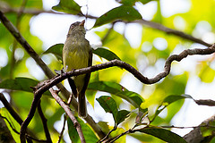 Neopelma chrysocephalum