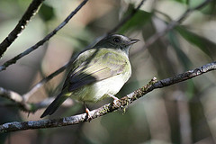 Neopelma chrysolophum