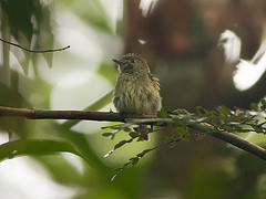 Tyranneutes stolzmanni