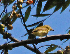Tyranneutes virescens