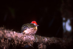 Machaeropterus striolatus