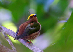 Machaeropterus pyrocephalus