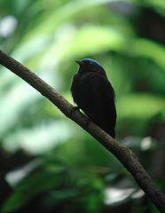 Lepidothrix coronata