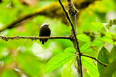 Lepidothrix isidorei