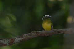 Lepidothrix nattereri