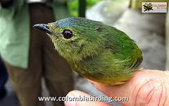 Lepidothrix suavissima