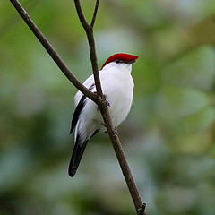 Antilophia bokermanni