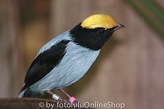 Chiroxiphia linearis