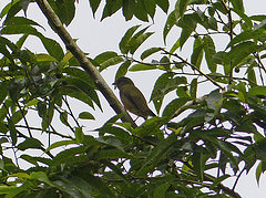 Chiroxiphia lanceolata