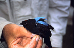 Chiroxiphia boliviana