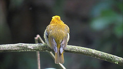 Xenopipo flavicapilla