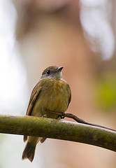 Heterocercus aurantiivertex