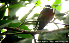 Heterocercus flavivertex