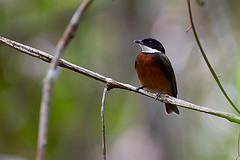 Heterocercus linteatus