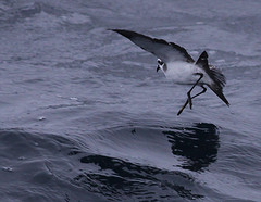 Pelagodroma marina