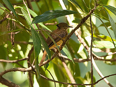 Onychorhynchus mexicanus