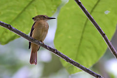 Onychorhynchus occidentalis