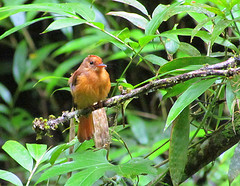 Onychorhynchus swainsoni