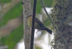 Myiobius sulphureipygius