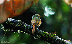 Terenotriccus erythrurus