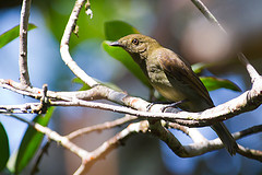 Schiffornis olivacea