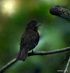 Schiffornis veraepacis