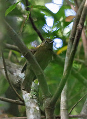 Schiffornis virescens