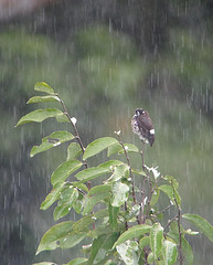 Iodopleura isabellae