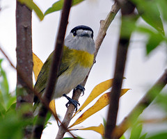 Pachyramphus viridis