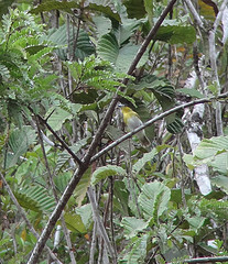 Pachyramphus xanthogenys