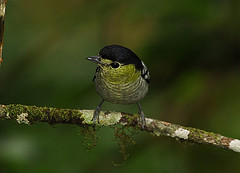 Pachyramphus versicolor