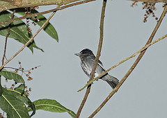 Pachyramphus spodiurus