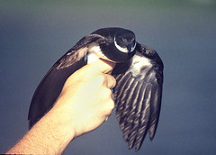 Nesofregetta fuliginosa