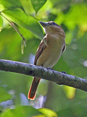 Pachyramphus cinnamomeus