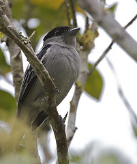 Pachyramphus polychopterus
