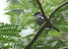 Pachyramphus marginatus