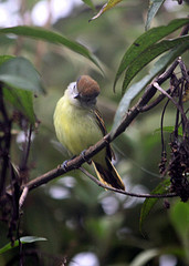 Pachyramphus albogriseus