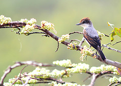 Pachyramphus surinamus