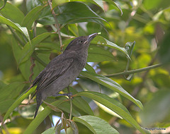 Pachyramphus homochrous