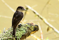 Pachyramphus validus