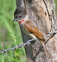 Pachyramphus aglaiae