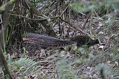 Menura novaehollandiae