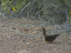 Atrichornis clamosus