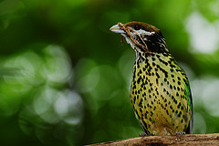 Ailuroedus buccoides